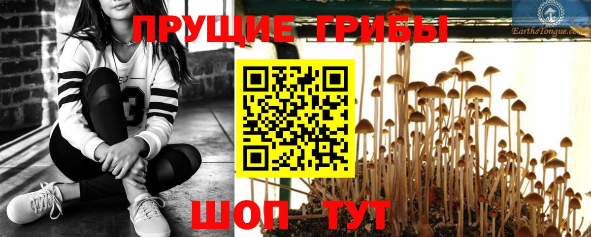 Галлюциногенные грибы Psilocybe Алатырь